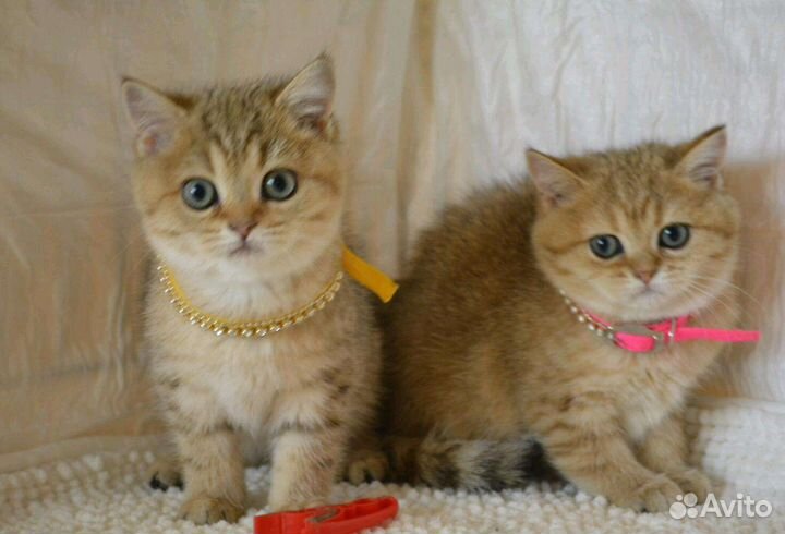 Шотландские Плюшевые котята Няшки-Милашки