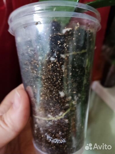 Хойя карноза