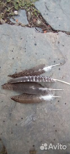 Перья для творчества (индюк)