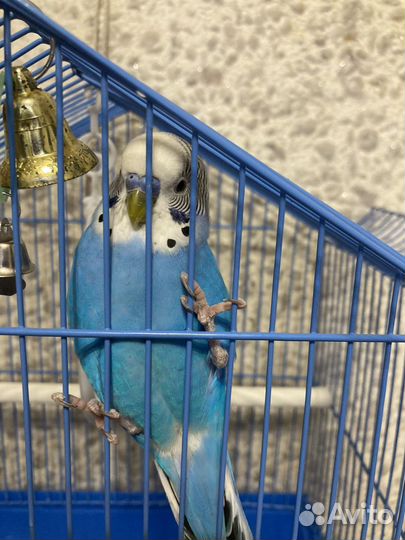 Волнистый попугай с клеткой