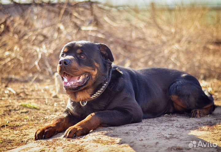 Дрессировка собак