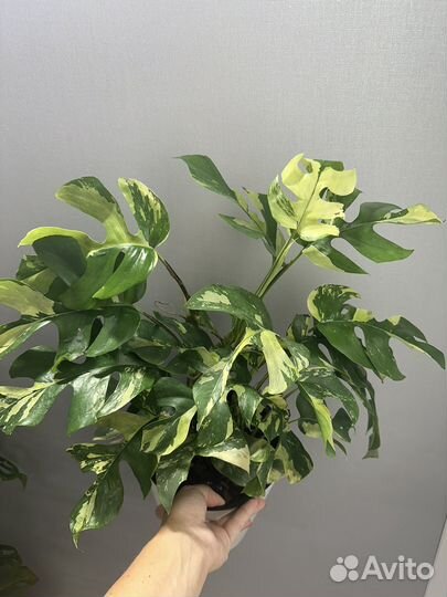 Рафидофора тетрасперма вариегатная