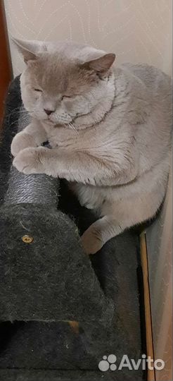 Кот Британец