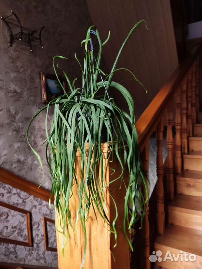 Леписмиум Боливианум