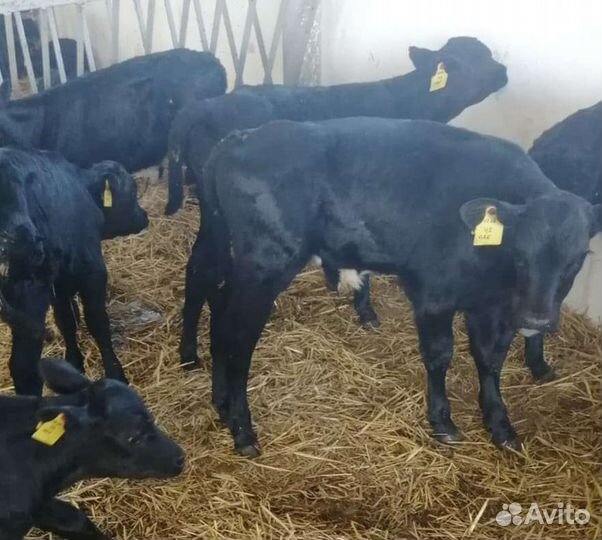 Бычки. Телочки