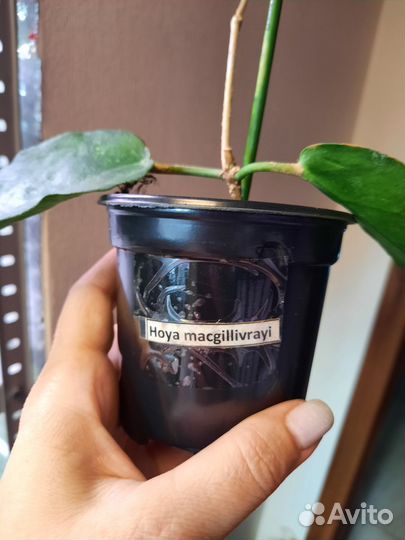 Хойя macgillivrayi