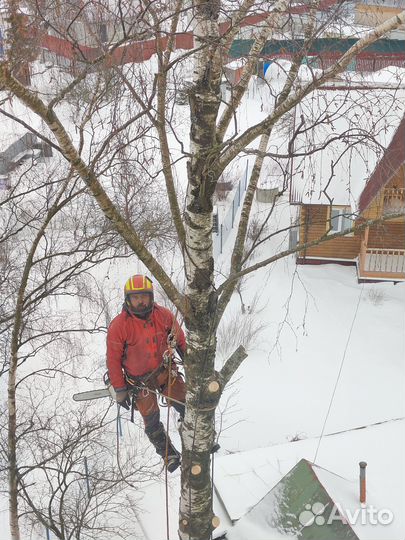 Валка деревьев, обрезка, спил, удаление пней