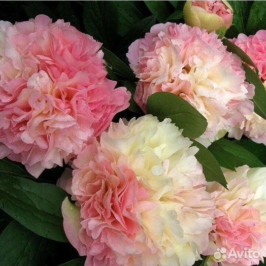 Корни пионов