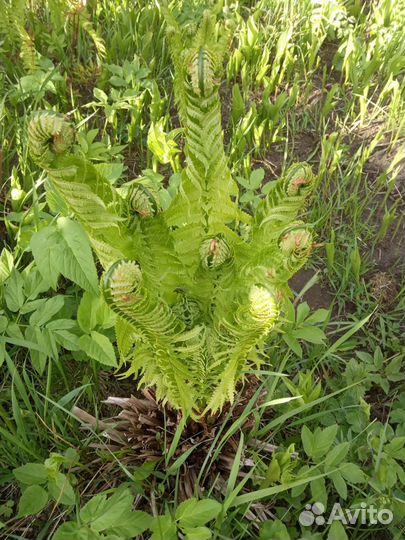 Папортник культурный