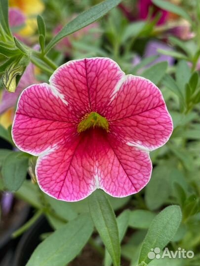 Калибрахоа