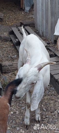 Англо нубийские козы дойные