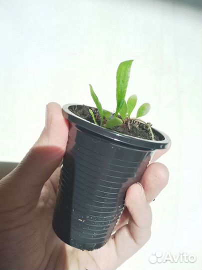 Pyrrosia - папоротник Пиррозия