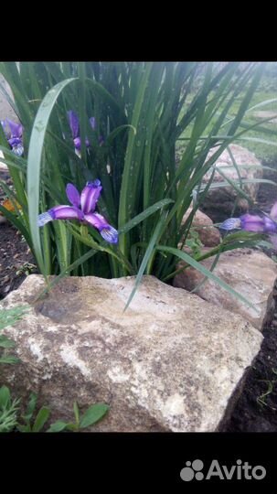 Необычный ирис и др многолеткиОт
