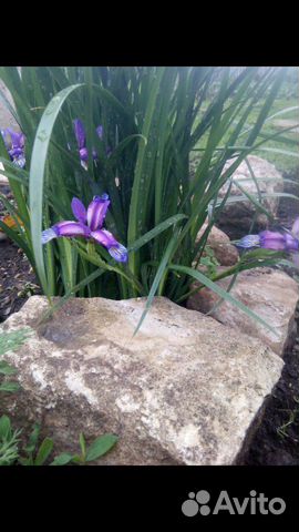 Необычный ирис и др многолеткиОт
