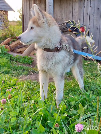 Собака в добрые руки 5 месяцев