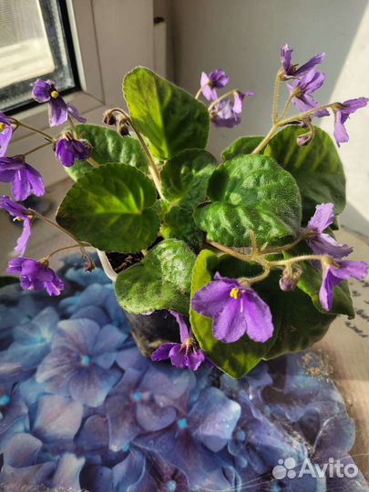 Фиалка цветущая