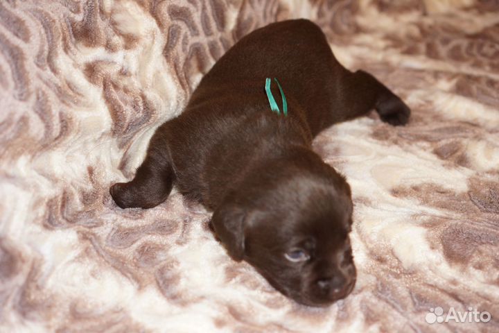 Щенки лабрадора