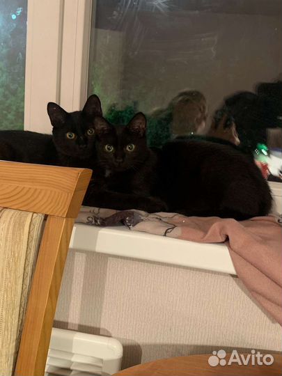 Кошки в добрые руки