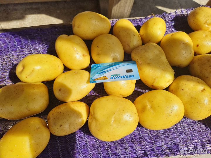 Картофель для мойки