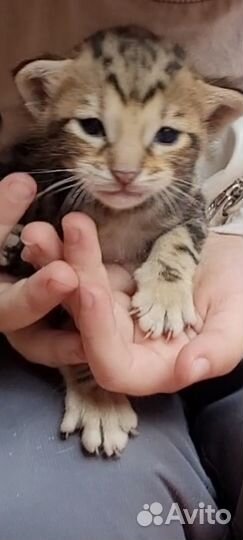 Котята бенгальского мраморного окраса