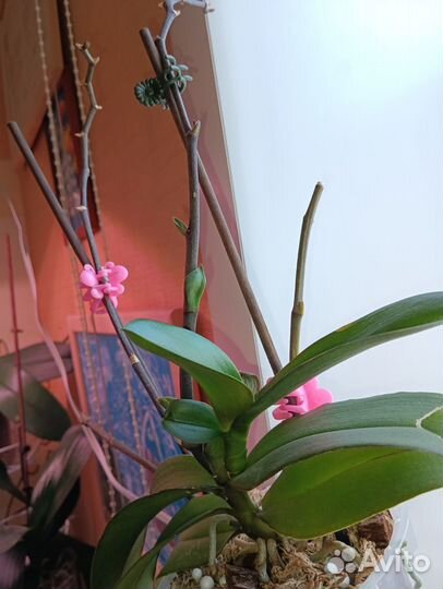 Орхидея фаленопсис Добавляю