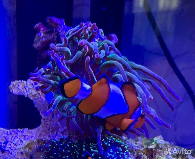 Живые кораллы, оборудование для морского аквариума