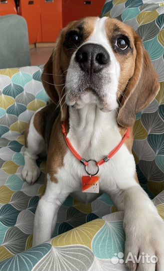 Адресники для собак