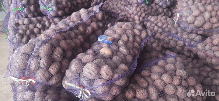 Картофель на еду Ирбитский
