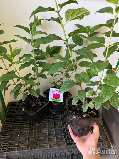 Гортензия Бобо метельчатая