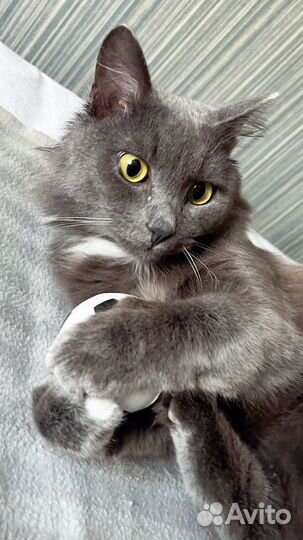 Двмчатое сердце