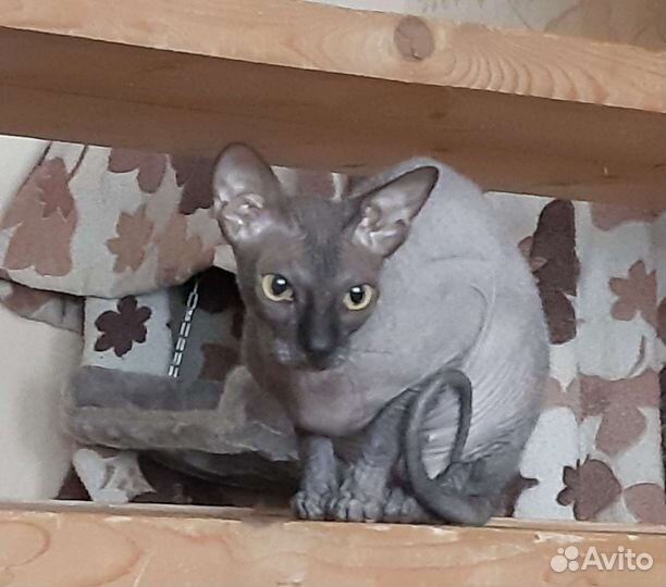 Донской сфинкс