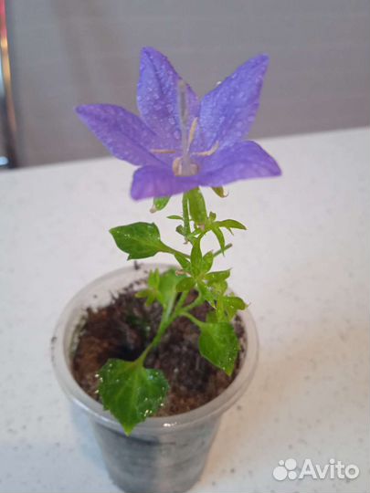 Невеста,жених(кампанула)