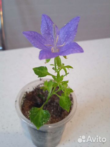 Невеста,жених(кампанула)