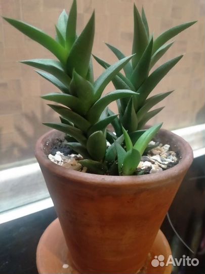 Суккуленты хавортия