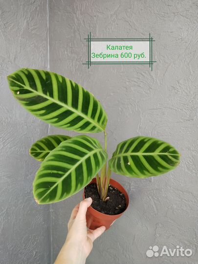 Калатеи (часть 4)