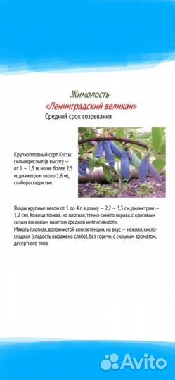 Саженцы жимолости