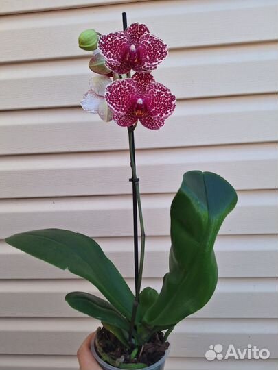 Орхидея фаленопсис Ред Сезам
