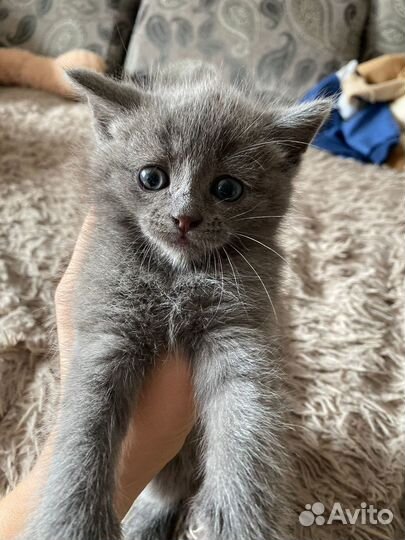 Русская голубая отдам