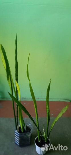 Цветы (традесканция, сансевиерия, каланхоэ)