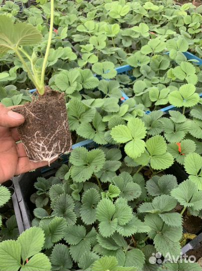 Рассада клубники Чамора Туруси