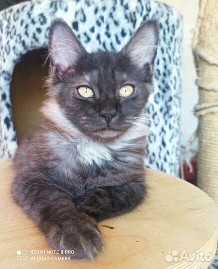 Котята мейн-кун
