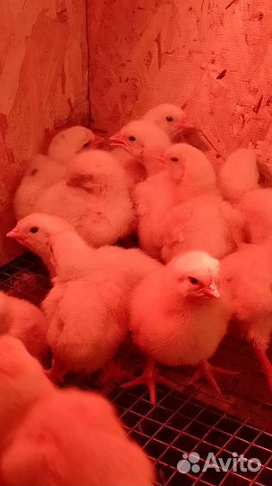 Бройлеры подрасковые