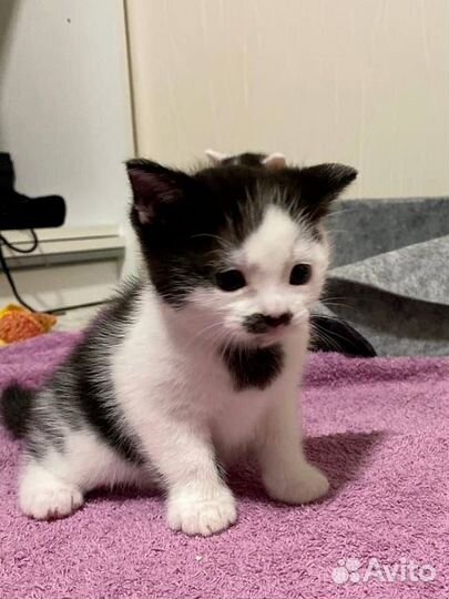 Котенок в добрые руки