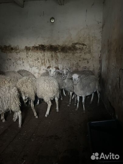 Бараны на мясо быки телки на мясо все с откорма