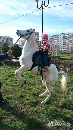 Заказ Пони на праздник