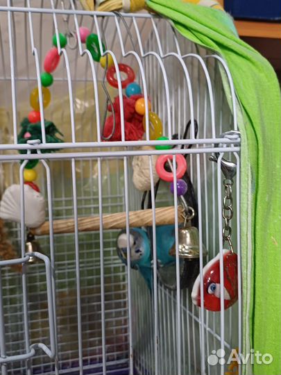 Волнистый попугай с клеткой