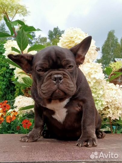 Мальчик и Девочка Французкий бульдог