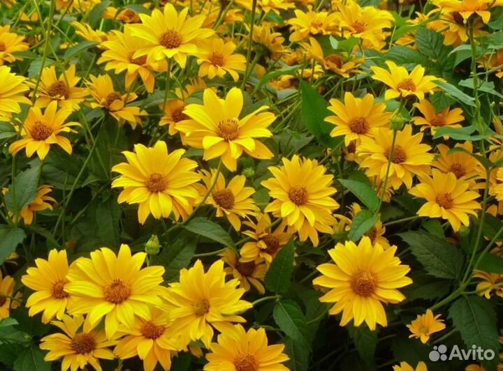 Садовые цветы многолетники. Много