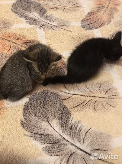 Котята в добрые руки даром
