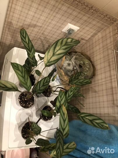 Комнатные растения